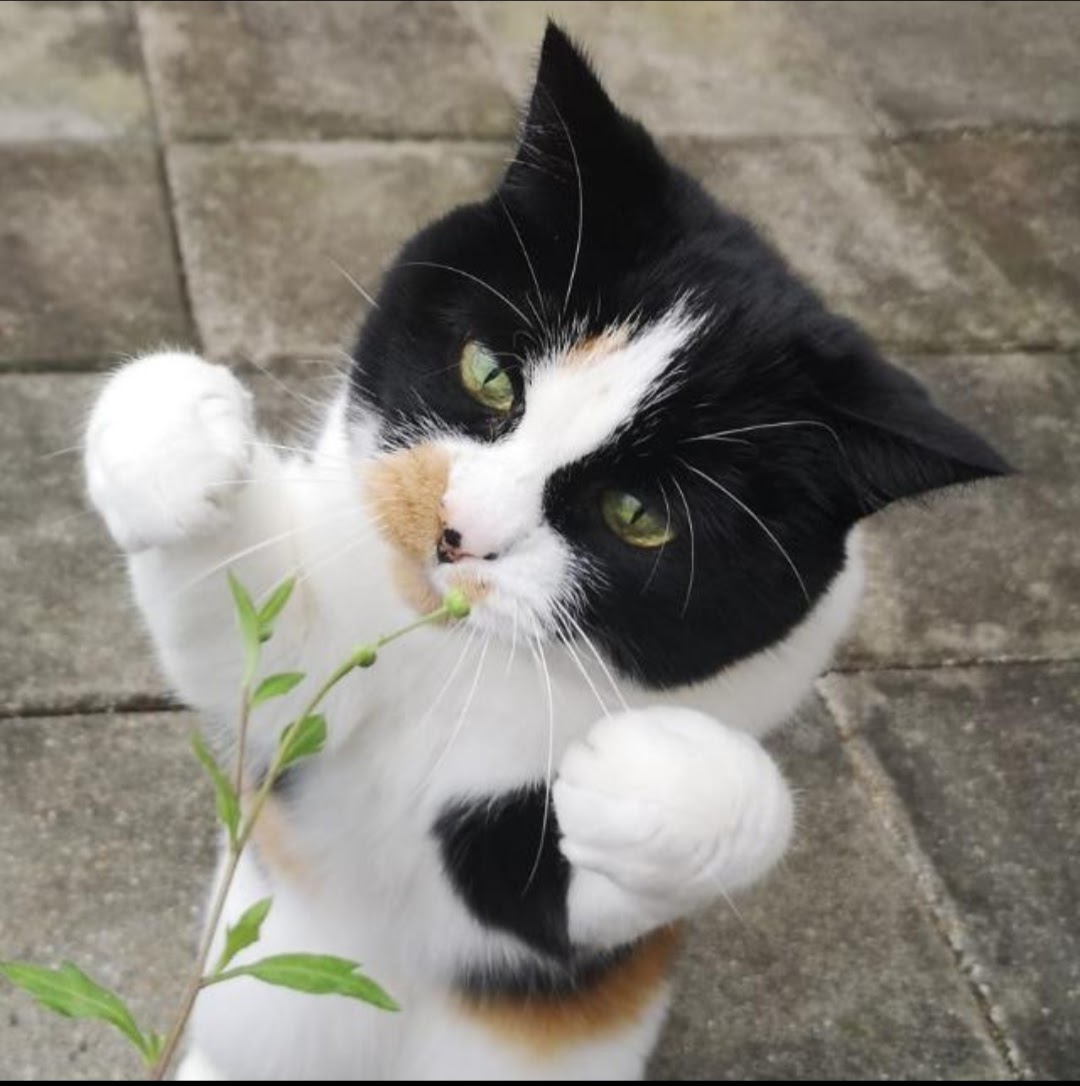 Svens cat